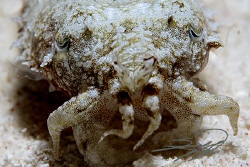 juvenile Cuttlefish by Nicholas Samaras 